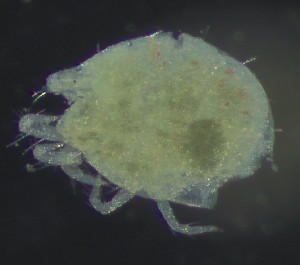  ( - BGE_00670_D05)  @11 [ ] (nrr) (2025) Ana Ananiashvili ISU