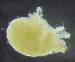  (Oligonychus brevipilosus - BGE_00670_D06)  @11 [ ] (nrr) (2025) Ana Ananiashvili ISU