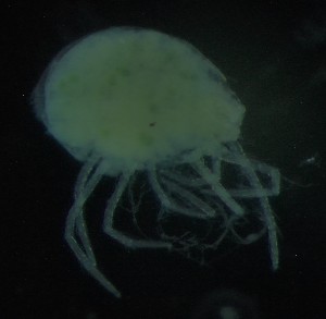  ( - BGE_00670_E06)  @11 [ ] (nrr) (2025) Ana Ananiashvili ISU