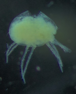  ( - BGE_00670_E07)  @11 [ ] (nrr) (2025) Ana Ananiashvili ISU