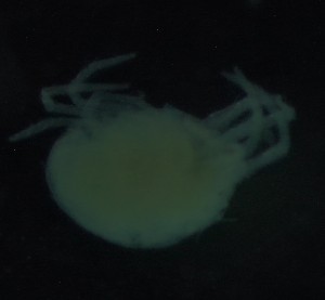  ( - BGE_00670_E08)  @11 [ ] (nrr) (2025) Ana Ananiashvili ISU