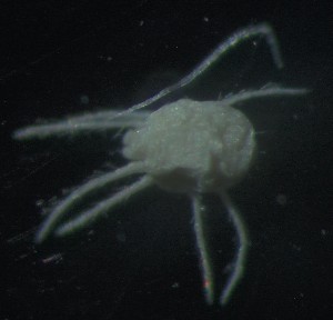  ( - BGE_00670_E09)  @11 [ ] (nrr) (2025) Ana Ananiashvili ISU