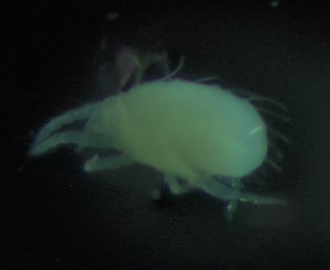  (Oligonychus longiclavatus - BGE_00670_G05)  @11 [ ] (nrr) (2025) Ana Ananiashvili ISU