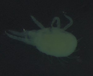  ( - BGE_00670_G06)  @11 [ ] (nrr) (2025) Ana Ananiashvili ISU