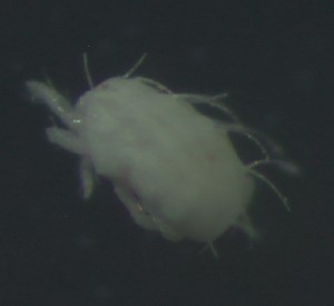  ( - BGE_00670_G11)  @11 [ ] (nrr) (2025) Ana Ananiashvili ISU