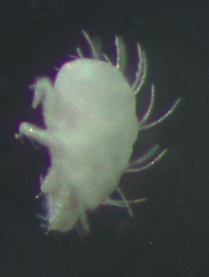  ( - BGE_00670_G12)  @11 [ ] (nrr) (2025) Ana Ananiashvili ISU