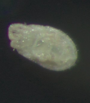  ( - BGE_00670_H02)  @11 [ ] (nrr) (2025) Ana Ananiashvili ISU