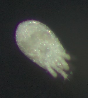  ( - BGE_00670_H03)  @11 [ ] (nrr) (2025) Ana Ananiashvili ISU