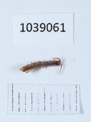  ( - BGE_00668_A07)  @11 [ ] (nrr) (2024) Ana Ananiashvili ISU