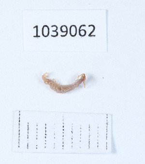  (Lithobius lenkoranicus - BGE_00668_A08)  @11 [ ] (nrr) (2024) Ana Ananiashvili ISU