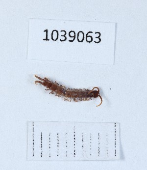  ( - BGE_00668_A09)  @11 [ ] (nrr) (2024) Ana Ananiashvili ISU