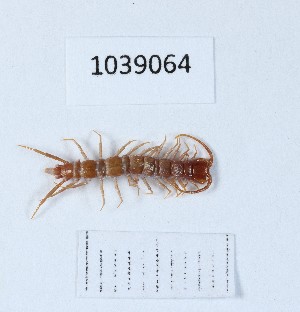  (Lithobius reconditus - BGE_00668_A10)  @11 [ ] (nrr) (2024) Ana Ananiashvili ISU