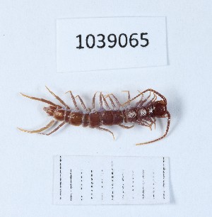  ( - BGE_00668_A11)  @11 [ ] (nrr) (2024) Ana Ananiashvili ISU