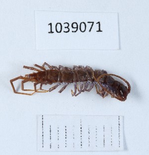  ( - BGE_00668_B05)  @11 [ ] (nrr) (2024) Ana Ananiashvili ISU