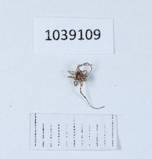  ( - BGE_00668_E07)  @11 [ ] (nrr) (2024) Ana Ananiashvili ISU