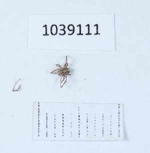  ( - BGE_00668_E09)  @11 [ ] (nrr) (2024) Ana Ananiashvili ISU