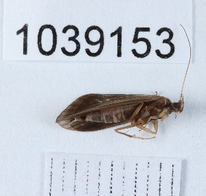  (Glossosoma cf. capitatum - BGE_00666_A04)  @11 [ ] (nrr) (2024) Ana Ananiashvili ISU