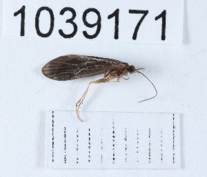  (Agapetus 1039171 sp. nov - BGE_00666_B10)  @11 [ ] (nrr) (2024) Ana Ananiashvili ISU