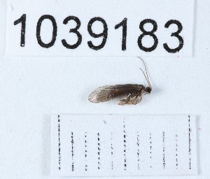  (Agapetus 1039183 sp. nov - BGE_00666_C10)  @11 [ ] (nrr) (2024) Ana Ananiashvili ISU