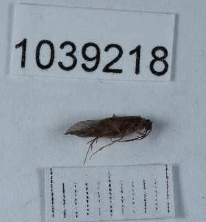  (Tinodes cf. difficilis - BGE_00666_F09)  @11 [ ] (nrr) (2024) Ana Ananiashvili ISU