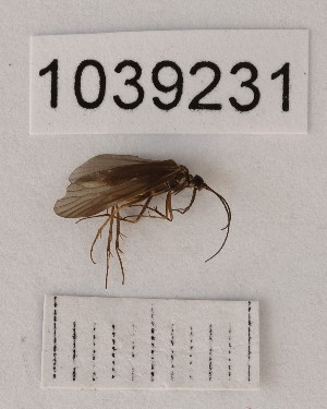  (Tinodes cf. turbulentus - BGE_00666_G10)  @11 [ ] (nrr) (2024) Ana Ananiashvili ISU