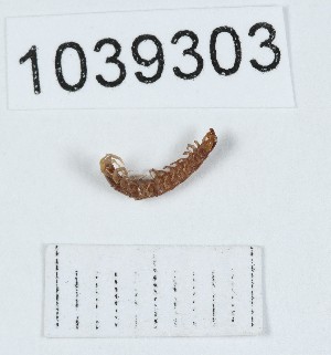  (Lithobius sectilis - BGE_00671_E11)  @11 [ ] (nrr) (2025) Ana Ananiashvili ISU