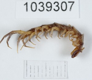  (Lithobius viriatus - BGE_00671_F03)  @11 [ ] (nrr) (2025) Ana Ananiashvili ISU