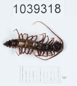  (Lithobius reconditus - BGE_00671_G02)  @11 [ ] (nrr) (2025) Ana Ananiashvili ISU