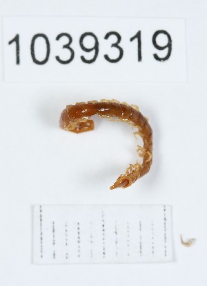  (Cryptops caucasius - BGE_00671_G03)  @11 [ ] (nrr) (2025) Ana Ananiashvili ISU