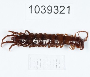  (Lithobius antipai - BGE_00671_G05)  @11 [ ] (nrr) (2025) Ana Ananiashvili ISU