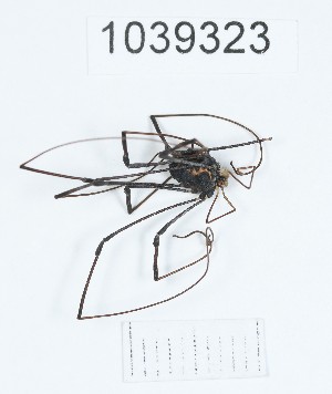  (Paranemastoma superbum - BGE_00671_G07)  @11 [ ] (nrr) (2025) Ana Ananiashvili ISU