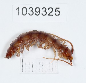  (Lithobius oblongus - BGE_00671_G09)  @11 [ ] (nrr) (2025) Ana Ananiashvili ISU