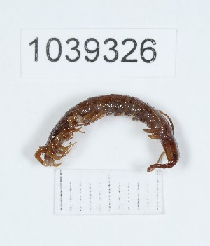  (Lithobius striatus - BGE_00671_G10)  @11 [ ] (nrr) (2025) Ana Ananiashvili ISU
