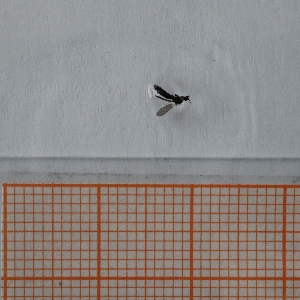  ( - VV1_2_Dip_04)  @11 [ ] CreativeCommons  Attribution Non-Commercial Share-Alike (2023) Unspecified University of Lodz