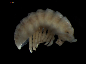  (Armadillidium album - MT06312)  @11 [ ] CreativeCommons - Attribution Non-Commercial Share-Alike (2017) Michael Raupach Carl von Ossietzky University