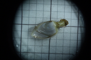  ( - Lepas_anatifera_A10_#38_Q3)  @11 [ ] CreativeCommons  Attribution Non-Commercial Share-Alike (2021) Arlie McCarthy British Antarctic Survey