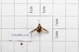 (Bombylius stellatus - 21BJBDL-018)  @11 [ ] CreativeCommons  Attribution Non-Commercial Share-Alike (2026) Unspecified China Agricultural University