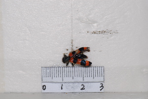  ( - BJMTG2020116)  @11 [ ] Unspecified (default): All Rights Reserved  Unspecified Unspecified