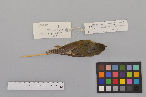  ( - NSMT-DNA3959)  @13 [ ] Copyright (2014) I. Nishiumi National Museum of Nature and Science, Tokyo