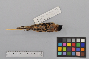  (Emberiza yessoensis - NSMT-DNA3856)  @14 [ ] CreativeCommons - Attribution Non-Commercial Share-Alike (2014) I. Nishiumi National Museum of Nature and Science, Tokyo
