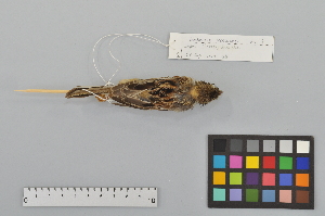  (Emberiza yessoensis - NSMT-DNA4039)  @14 [ ] CreativeCommons - Attribution Non-Commercial Share-Alike (2014) I. Nishiumi National Museum of Nature and Science, Tokyo