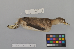  (Podicipediformes - NSMT-DNA50464)  @14 [ ] Copyright (2014) I. Nishiumi National Museum of Nature and Science, Tokyo