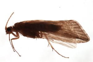  ( - 08BKEPT-075)  @13 [ ] CreativeCommons - Attribution (2008) CBG Photography Group Centre for Biodiversity Genomics