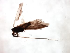  ( - 08BKEPT-079)  @12 [ ] CreativeCommons - Attribution (2008) CBG Photography Group Centre for Biodiversity Genomics