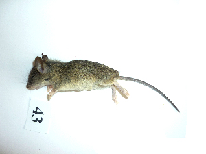  (Mus musculus - mambg043)  @13 [ ] Copyright  G. Blagoev 2012 Unspecified