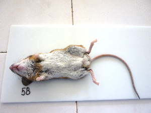  ( - mambg058)  @12 [ ] Copyright  G. Blagoev 2012 Unspecified