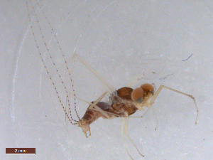  ( - BIOUG00638-C03)  @12 [ ] CreativeCommons - Attribution (2011) Centre for Biodiversity Genomics Centre for Biodiversity Genomics