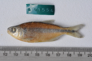  ( - LBPV-41554)  @11 [ ] Unspecified (default): All Rights Reserved (2012) Camila S. Souza Universidade Estadual Paulista, Lab de Biologia e Genetica de Peixes