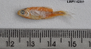  ( - LBPV-42169)  @11 [ ] Unspecified (default): All Rights Reserved (2012) Camila S. Souza Universidade Estadual Paulista, Lab de Biologia e Genetica de Peixes
