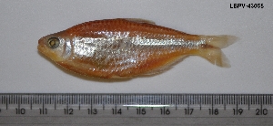  ( - LBPV-43068)  @11 [ ] Unspecified (default): All Rights Reserved (2012) Camila S. Souza Universidade Estadual Paulista, Lab de Biologia e Genetica de Peixes